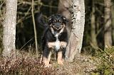 BERGER AUSTRALIEN PUPPIES 594